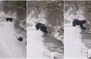 VIDEO Imagini rare cu un urs care atacă un mistreț, surprinse pe Valea Feneșului, în apropiere de Zlatna