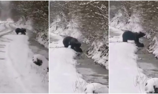 urs-ataca-mistret-1000x600-1