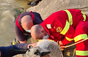 VIDEO Miel salvat din peștera în care a ajuns după ce a căzut în râu. „Bietul animăluț parcă înțelegea ce se întâmplă”
