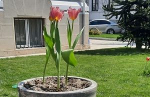 VIDEO: Tulipa Pitești, noul soi de lalea creat de un olandez, vedeta ediției cu numărul 44 a Simfoniei Lalelelor