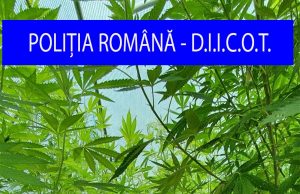 Cultură de cannabis, descoperită în Argeș