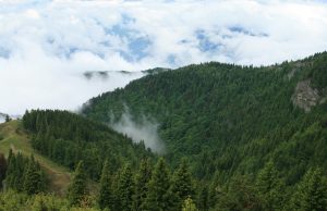 Peste 2.000 de hectare de păduri din Argeș și Prahova au fost incluse în Catalogul Național al Pădurilor Virgine și Cvasivirgine