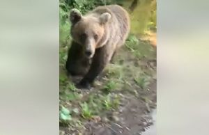 Cum atacă un urs „blând” ademenit cu mâncare. „Din cauza unui idiot ca ăsta s-a ajuns să fie împuşcaţi urşii”