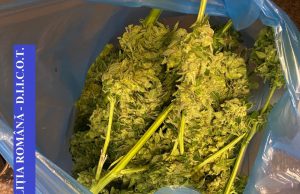 Cultură de canabis, descoperită în Argeș