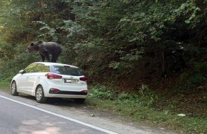 Urs surprins pe o mașină, pe Valea lui Stan