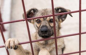 SEdC Mioveni: Investiții la baza de gestionare a câinilor fără stăpân