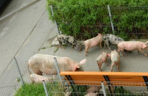 TOPOLOVENI: Ce amenzi riscă cei care cresc păsări și animale lângă blocuri. Și pășunatul animalelor pe raza orașului se sancționează