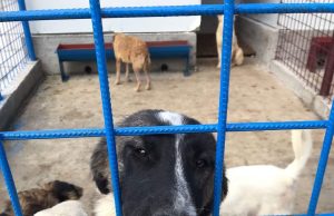 SEdC Mioveni: 56 de câini din adăpost au fost adoptați în ultima lună