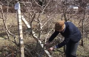 BRADU: Campania de colectare a crengilor rezultate din toaletarea pomilor se încheie pe 30 noiembrie Foto: captură Youtube Cris Nedelcu