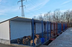 SEdC Mioveni anunță finalizarea lucrărilor la alte 8 padocuri noi pentru adăpostul câinilor fără stăpân