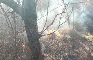VIDEO Incendiu într-o livadă din Topoloveni. Focul a fost pus intenționat și a afectat 60.000 mp de teren