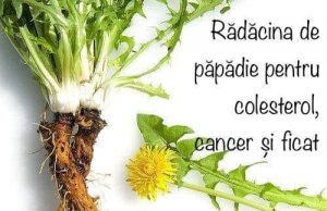 DANA CROITORU, reprezentant Plafar Naturallys, vă vorbește despre beneficiile rădăcinii de păpădie pentru cancer, colesterol și ficat