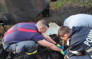 Căţeluşă blocată în smoală, salvată de pompieri după o intrvenție de patru ore