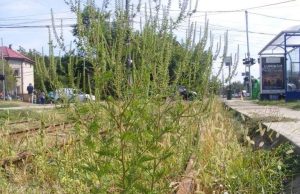 PRIMĂRIA MIOVENI: AMENZILE PENTRU PROPRIETARII CARE NU ELIMINĂ AMBROZIA DE PE TERENURILE PE CARE LE DEȚIN POT AJUNGE PÂNĂ LA 20.000 DE LEI Foto Facebook Primăria Mioveni