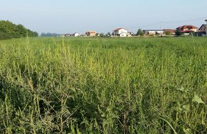 Mesaj pentru locuitorii comunei BRADU: Curățați-vă terenurile de ambrozie! Când intervine HCB