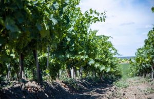 POIANA LACULUI: Obligativitatea înscrierii datelor în Registrul Agricol. Descarcă formularul și vezi până când trebuie să îl depui!