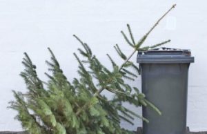 BRADU: Campania de colectare a brazilor de Crăciun intră de luni, în ultima săptămână Colectare brazi