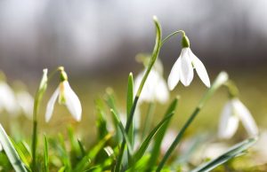 Ion Dumitrache, primarul comunei Poiana Lacului: 1 MARTIE să vă aducă liniște, sănătate şi bucurii! O primăvară minunată!