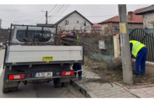 BRADU: Zilele în care se colectează, gratuit, crengile uscate