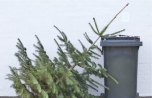 BRADU: Campania de colectare a brazilor de Crăciun continuă până pe 19 ianuarie