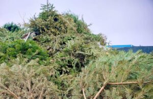 BRADU: A început campania de colectare a brazilor de Crăciun