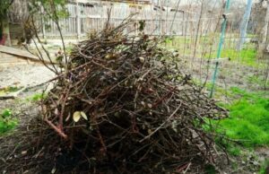 BRADU: Campania de colectare a crengilor uscate începe luni, 19 februarie