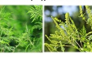 Bradu: Se apropie perioada de polenizare a ambroziei. Obligația curățării terenurilor care sunt proprietatea privată a localnicilor revine deținătorilor acelor suprafețe